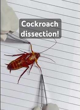 Cockroach morphology! Class 11th Bio! #biology #cockroach #neet #doctor #aiims #bio #neet2025