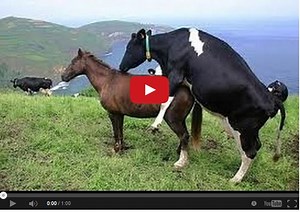 Proof That Mares In Heat Aren't Picky - Watch This Cow Mount A Horse! - The Horseaholic