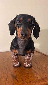 71K views · 4.1K reactions | Wild West Wiener 鸞Yeehaw and Awoooo ….. . Credit:  miss_paddie_puppers IG  #dachshund #doxie #sausage #dog #puppy #wiener | Dachshund Fan Club | Facebook