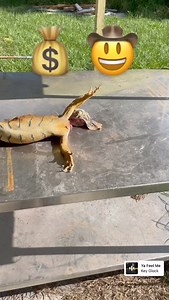 Python Cowboy Hunts on Reels | Facebook