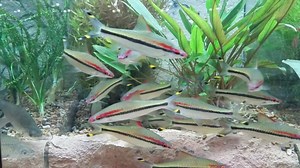 1.7K views · 18 reactions | A wonderful video of semi mature Roseline Sharks at Aquatic Experience in Chicago. This week at Pet World we have some nice, juvenile roselines available for just $9.99 each. Ideal fish for a community tank 55 gallons and larger. | Pet World | Facebook