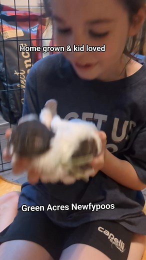 #newfypoo #snoozefest #adorablepuppy #greenacresnewfypoos #newfiedoodle | Green Acres Newfypoos