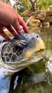 Wolves & Dragons Dynasty on Reels