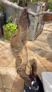 Those are not your backpacks! Belt, our Two-fingered Sloth, seems to think he might need guest backpacks for his adventures! Make sure to secure your bags if you come to Nurtured by Nature...you never know what the animals will be up to! If you book September 6, 11, 13, 15, or 20th and enter the coupon code SEPT2024, you'll get $100 off per person! Follow this link to make your reservation and help support our charitable programs https://nurturedbynature.org/public-otter-encounters/ #sloth #nurt