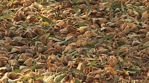 CALIFORNIA ALMONDS on Reels