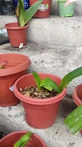 Hermoso jardín de nuestra amiga Patty Palacios #viralreelsシ #viralreels #exoticnymph #hippeastrumclub #papilio #50k | Mundo Hippeastrum