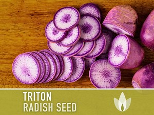 Triton Purple Daikon Radish Seeds - Japanese Heirloom, Non-gmo - Etsy