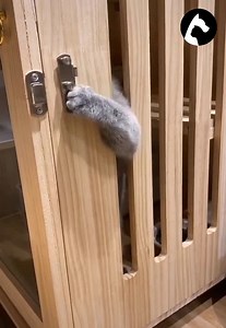 Unlocking talent feline | Awesome Viral