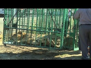 Gaza sends lions to Jordan after war damages zoo