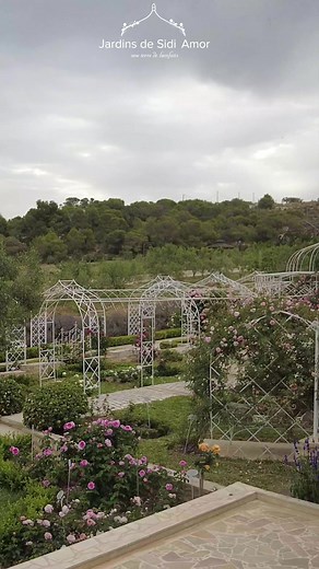 5.3K views · 79 reactions |  Une immersion aux Jardins Sidi Amor,...