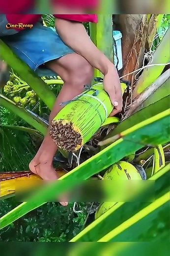 How to Make Coconut Oil & Milk in Factories