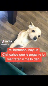 Adopción 🙌 #chihuahuasmexico | Chihuahuas Mexico