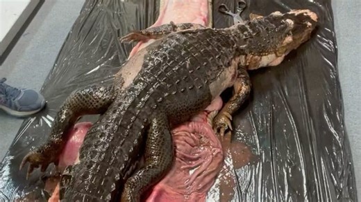 Amid Florida Python Challenge, see video of 5-foot alligator inside Burmese python