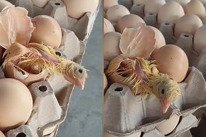 Sorpresa in un supermercato: da una confezione di uova... esce un pulcino!