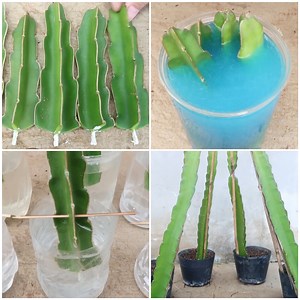 394K views · 2.8K reactions | Propagating yellow dragon fruit from cuttings for beginners | MetDaan Beauty | Facebook