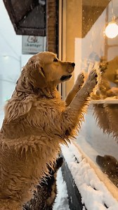 What would you carry through a hell of ice just to find a flicker of warmth? A mother dog, trembling against the bitter wind, refuses to let the winter claim her. She bears the weight of her entire bloodline, each step a battle against the frozen earth. She's not searching for a home; She’s fighting for a moment of mercy, a crack in the glass where hope might slip through. In the rawest moments of survival, It’s the bond that keeps the heart warm when the world turns to stone. What happens when