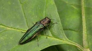 🌳 Emerald ash borer (EAB) is a destructive pest extremely harmful to all ash trees. EAB continues to spread throughout Arvada, and the City's forestry team continues to respond by treating ash trees on City-owned property with trunk and soil injections. However, most ash trees in Arvada are on private property. That means we need your help to protect Arvada's tree canopy from EAB. Here is how you can help: 1. Identify if you have ash trees. Ash trees have the following characteristics: ▪️ Compo