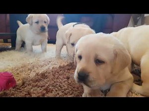 one month old labrador puppies