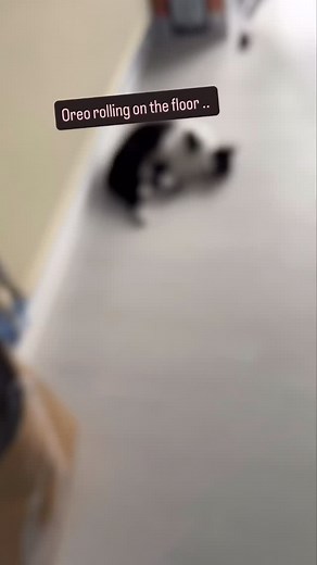 A year ago Oreo was happy to be let free in the room, rolling on the floor and doing his daily exercise on the scratch board 👏🏻👏🏻 18.11.2024 | Ernest Lee