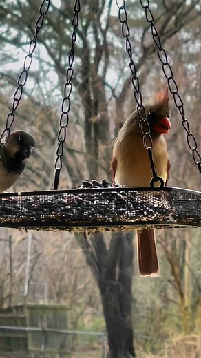 #BackyardBirds ♥️ #Texas 🇺🇸 #NorthernCardinal #CarolinaChickadee #HouseSparrow #LittleBirds #SongBirds #Cardinal #Cardinals #FemaleNorthernCardinal #SmallBirds #TinyBirds | Jen Duncan