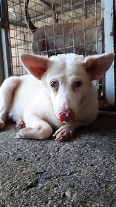 For adoption: Sora, female. Pls pm us | Strays Worth Saving - SWS