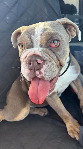 🚨New Recruit Zsa Zsa Gabor🚨 We noticed sweet little Zsa Zsa last week at a local shelter and knew the second we laid eyes on her there was no way we could leave without taking her with us. From what we know of Zsa Zsa so far is that: she is comfortable meeting strangers, friendly with other dogs, great with young children, knows how to use a doggy door, walks well on a leash, and loves to give kisses. Zsa Zsa Gabor is not yet ready for adoption, but please stay tuned to learn more about her an