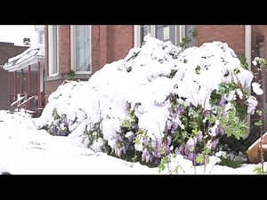 June snowstorm knocks down power lines in Butte