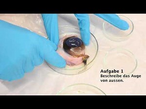 Auge Sezieren Anleitung
