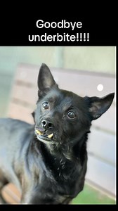 8.1K views · 280 reactions | Whether you loved them or hated them, the fangs had to go! 率醴 Mr. Grimm may not longer be able to cosplay as a vampire, but his dental health has never been better! #sacspca #sacramentospca #adopt #adoptdontshop #chihuahua #chihuahuas | Sacramento SPCA | Facebook