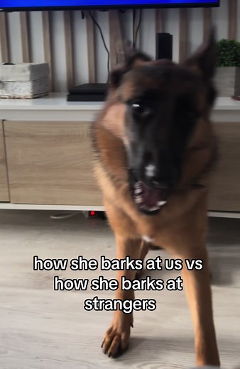 Funny German Shepherd Dogs Barking Compilation