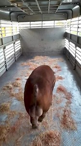 17K views · 198 reactions | Lipat Bahay na nman po nang Danbred Duroc  -Salamat po sa pangatlong beses na pag kuha nang Barako this year sir :) Looking forward po sa next transactions- High ADG Superior Meat Quality #Danbred #LucraAgriventures #YourBusinessOurDna | Kean Levin Muñez | Facebook