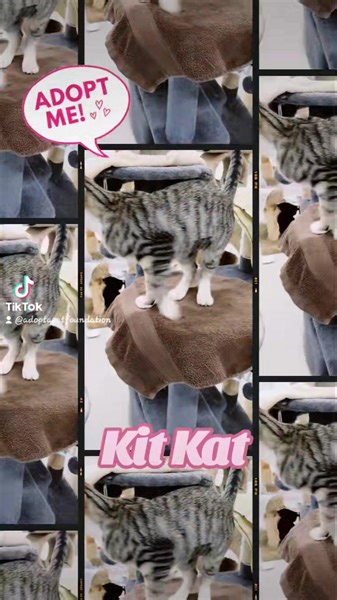 Come adopt Kit Kat, the petite little girly who was rescued from inside a vending machine! Kit Kat is a KISSING, PURRING LOVE MACHINE! Available at Adopt a Cat Foundation #adoptacat in #westpalmbeachfl . #adoptdontshop #catlover #TheAdoptionZone #tabbykitten #tabby #kitten | Adopt a cat foundation