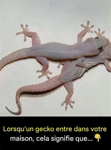 Quand un gecko entre dans votre maison, cela signifie que...😨 Voir plus dans les commentaires👇👇 | Les Meilleures Caméras Cachées
