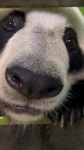 I want to kiss this nose! ❤️❤️❤️ | Pandas, a Light In My Heart