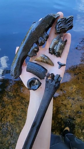 The long awaited video of finding the EPIC AMERICAN LION JAW! Unfortunately, our GoPro ran out of battery, so we didn't get an underwater video of getting it 😭 We also found a giant beaver, horse, bison, alligator and lemom shark tooth and a shark vert. *The deer leg bone is NOT fossilized, but it is still cool to find 🤩 #fossils #fyp | Cristina Mazza Schoonard