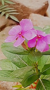 1.2K views · 57 reactions | Periwinkle flowers  #Periwinkle #flowers #nature #viral #trending | Blooming Nature Tales | Facebook