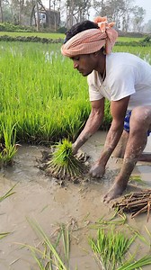 1.2M views · 16K reactions | Traditional Rice Farming Complete Process of Bengal | Our Collection | Facebook