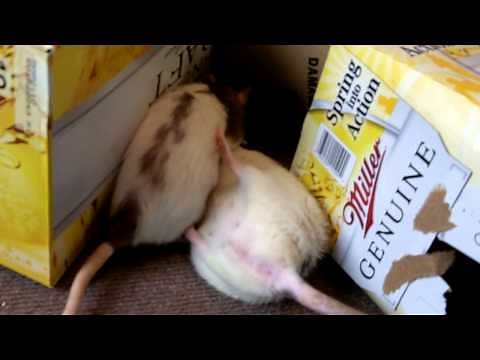 Rats Playing and Squeaking
