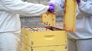 Happy National Honey Bee Day! Did you know our prisons around Washington state have honey bee programs that provide incarcerated individuals a unique opportunity to learn new skills and contribute positively to society? Thanks to our partners at Sustainability in Prisons Project, we’re able to offer beekeeping programs where incarcerated individuals are trained in animal husbandry and hive management – giving them a sense of purpose and building a small, yet valuable, connection with the world b