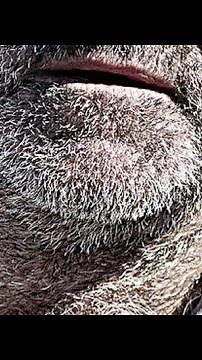 Amazing 55+ Year Old Hairy Hunks: Defying Age with Strength and Confidence!