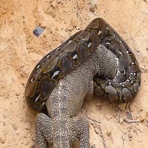 1.1K views · 31 reactions | Crocodile vs Big Python Snake Real Fight ❌ | Okwonko Mejja | Facebook