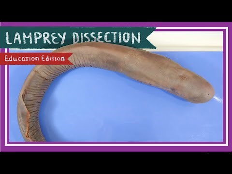 Lamprey Dissection || Once Bitten, Twice Shy [EDU]