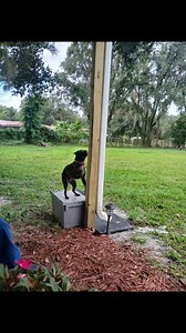 Rosie practicing her pole dancing...😂🦴🐾 (Sorry but I couldn't resist)🤣😂🩰 | Mattie's Boarding Kennel