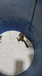 Unbelievable!: Watch my snake react as I feed using Big Frog (R1) | Omoruyi Ephraim Omorodion