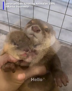 ADORABLE! Check out this precious video of a mother otter giving her pup some hugs and snuggles. ❤️ | Gray Media Digital Content Center