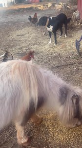 This is what a hospice/rescue looks like. We know most of our guys are in the twilight years of their lives or else they have handicaps that don’t let them live normal lives. No one expects much and it’s a whole mood I can appreciate. Grannycore is our vibe. Sweet Pea is a pony that’s been with us for about 8 years. She’s in her late twenties I believe and is the seeing eye friend to Tzar. Since the day she arrived she’s had a sassy pony attitude. Sweet but super super sassy. And fat, she’s alwa