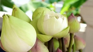 Lotus Flower Buds White Lotus Flower Stock Footage Video (100% Royalty-free) 3981067169 | Shutterstock