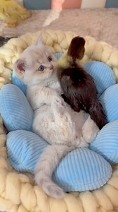 Kitten and ducklings compilation #cat #kitten #Ducklings | Hello Skitty