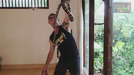 Snake discovery | snake bite boiga mangrove snake with venomous boiga dendrophila snakes