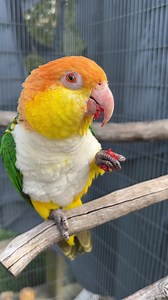 1.4K views · 411 reactions | I told Puffman he needed to stop ripping the wings off Butterflies and eating them and noticed he was growing beautiful yellow feathers on his belly. Puffman is a stunning caique!殺 #VCStrong #FlockPower | Parrot Playhouse | Facebook